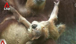 Singapore Zoo welcomes baby orangutan born via artificial insemination 