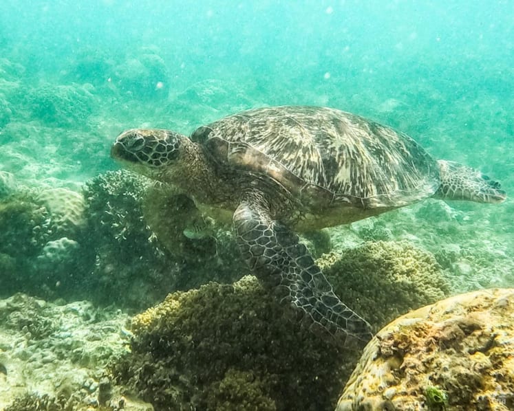 CNA Explains: What is the UN High Seas Treaty and how will it protect the world’s oceans? 