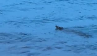 Crocodile spotted in waters off Sentosa, water activities at beaches halted