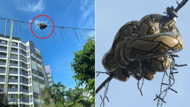蔡厝港灯线蟒蛇高高挂 ACRES派人助解困