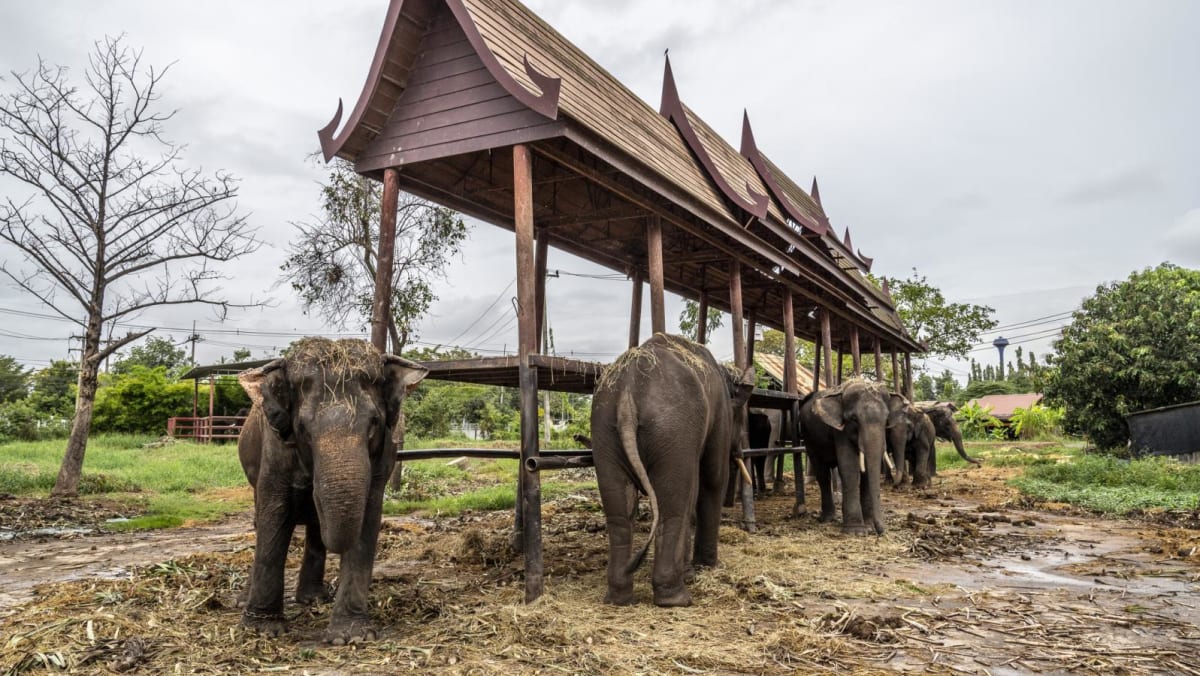 Thai mahout charged after Spanish tourist killed by elephant Thai mahout charged after Spanish tourist killed by elephant