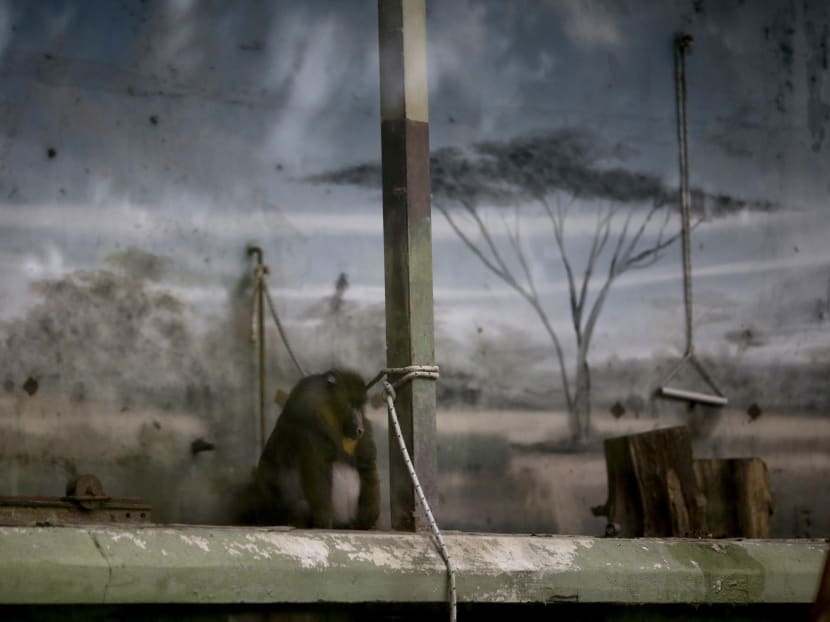 Animals still stuck in cages a year after zoo closure