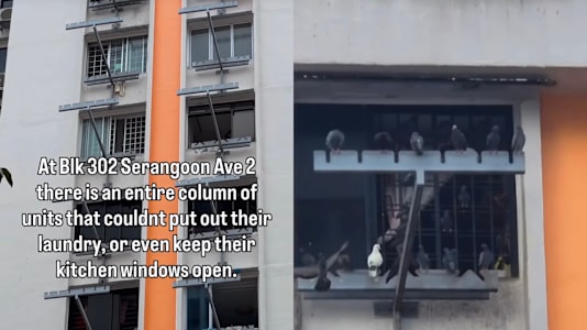 Serangoon Residents Say They Haven't Been Able To Open Windows Or Hang Dry Laundry For 8 Years Due To Pigeon Droppings