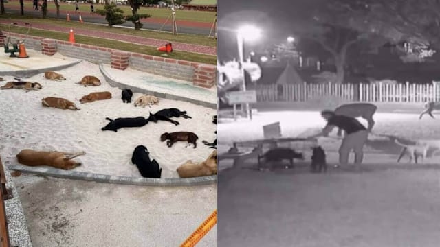 台湾流浪狗接连伤人引关注 镇长：爱心变成伤害