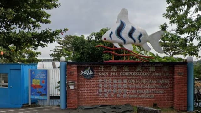 偷白化魔鬼鱼藏腰包 男子被判入狱