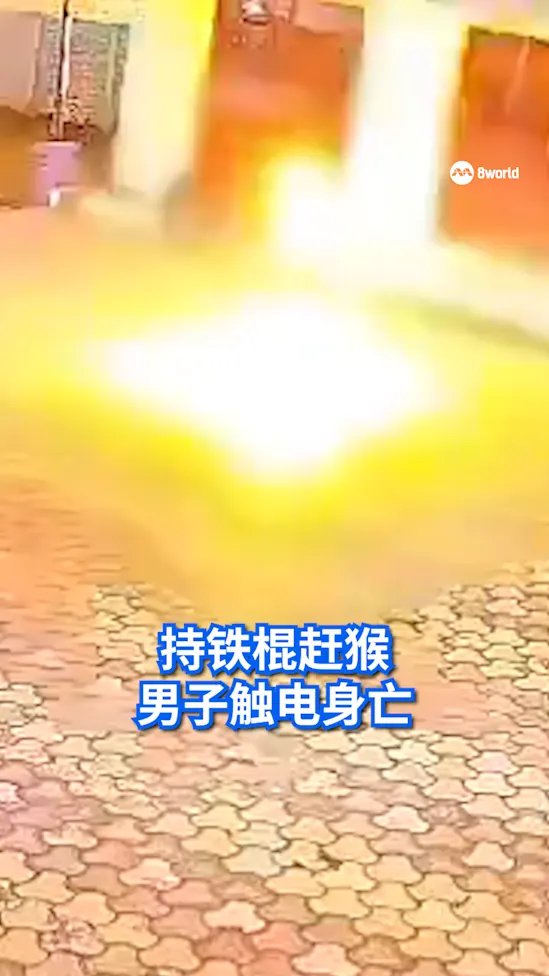 20260417_India resort staff electrocuted while chasing monkey_vod1