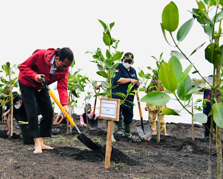  Indonesia has announced an ambitious mangrove rehabilitation plan, but it could be an uphill climb