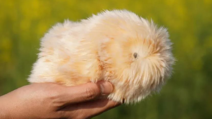 Haiwan peliharaan robot AI cetus fenomena di Jepun