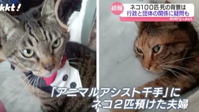 日本住家发现逾百具猫尸 屋主竟是动物保护志愿者