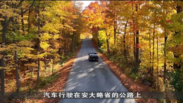 加拿大迎来欣赏枫叶佳季 今年秋叶颜色更鲜明 