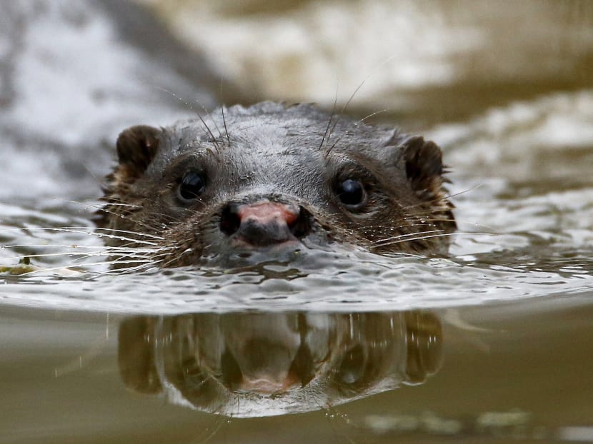 Chernobyl zone turns into testbed for Nature’s rebound