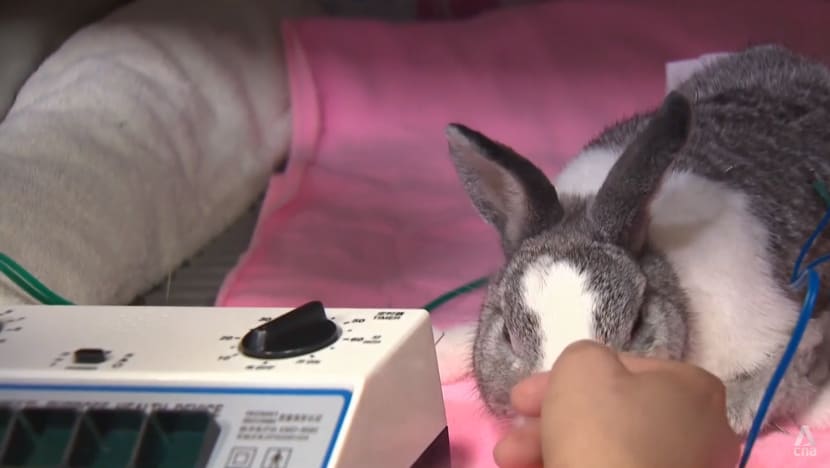Veterinary clinics in Singapore forced to raise fees amid soaring costs, talent shortage Veterinary clinics in Singapore forced to raise fees amid soaring costs, talent shortage