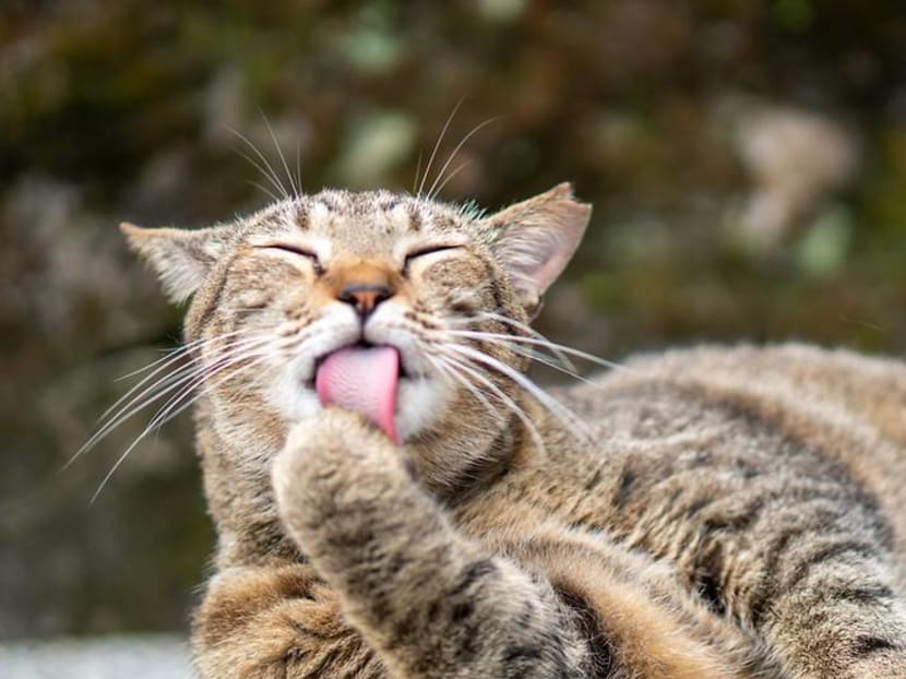 In search of Taipei&rsquo;s cat village, excellent oolong and a night market by the sea