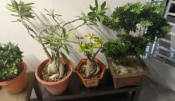 Man allegedly stole plants worth more than S$1,400 from Yishun block