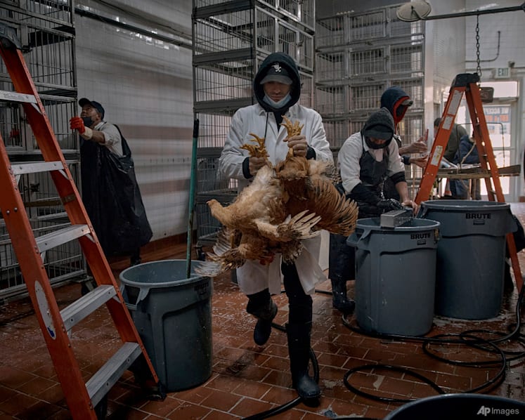Bird flu outbreaks in mammals double, raising human risk: Report