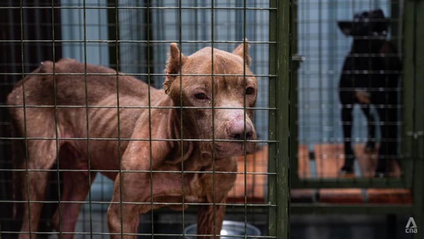 Dipukuli sampai mati, disembur dengan api — nasib nahas anjing dan kucing di Tomohon sebelum jadi santapan 