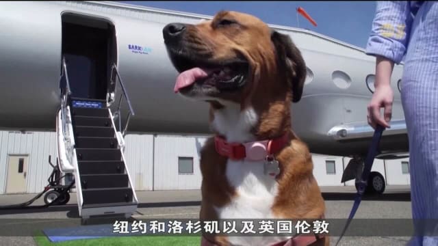 美国企业开设新航空公司 推出全球首个狗儿豪华航班服务