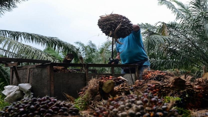 Malaysia looks to meet global palm oil demand after Indonesia's export ban, but labour shortage an issue  Malaysia looks to meet global palm oil demand after Indonesia's export ban, but labour shortage an issue