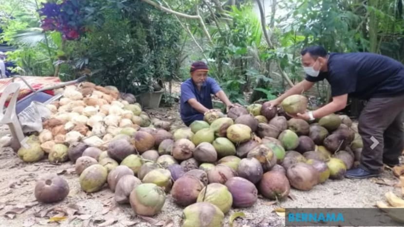 Bazar Ramadan dibatalkan; peniaga terpaksa 'lelong' bekalan kelapa Bazar Ramadan dibatalkan; peniaga terpaksa 'lelong' bekalan kelapa