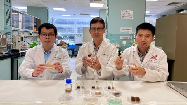 从头发提取蛋白质制海绵状支架 种植水耕蔬菜营养不变