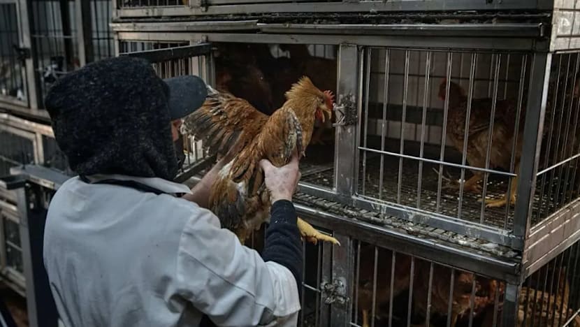 Pihak berkuasa Amerika Syarikat lapor kes jangkitan selesema burung H5N5 pada manusia