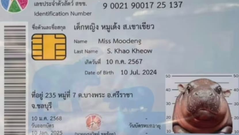 Layaknya manusia: Kuda nil bocil Moo Deng diberi 'KTP' pada usia 6 bulan