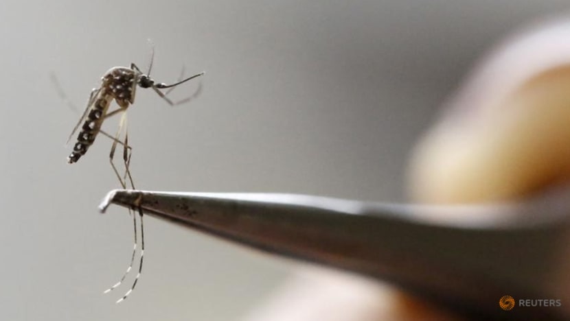 Commentary: The lower immunity behind the current dengue outbreak Commentary: The lower immunity behind the current dengue outbreak