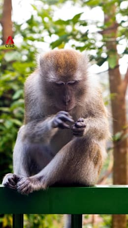 Why NParks is sterilising macaques in Maju Forest