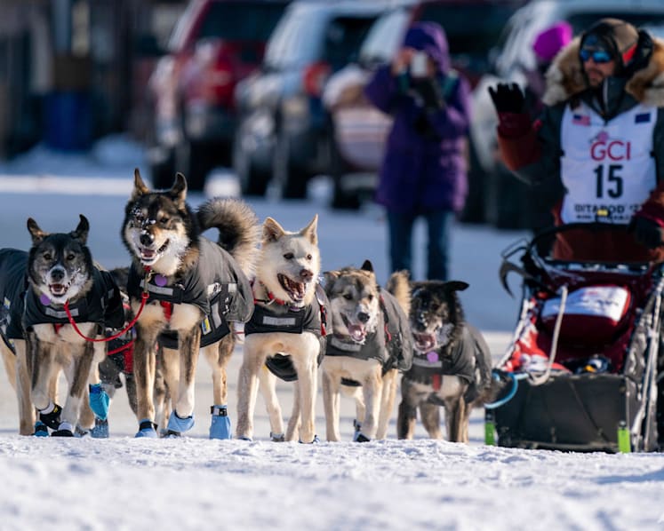 PETA calls for end to race after dogs die on 160km Iditarod in Alaska