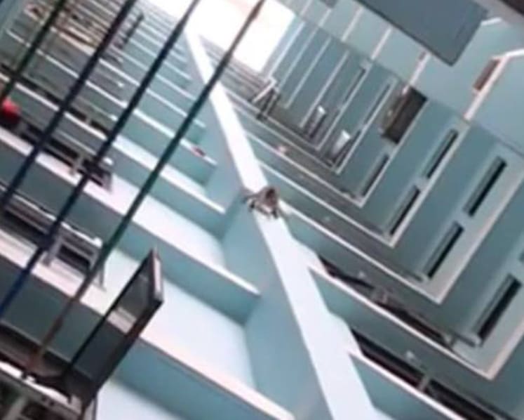Wild monkey that terrorised Segar Road residents finally caught