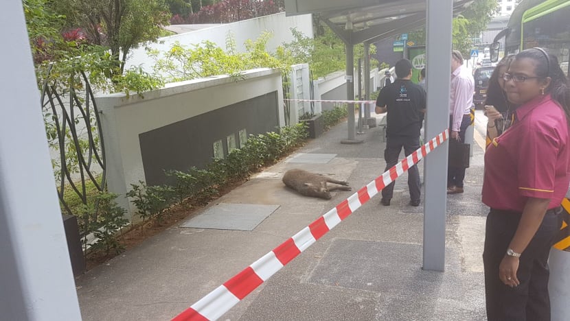 Man suffers cuts to legs after wild boar attack near Hillview condominium