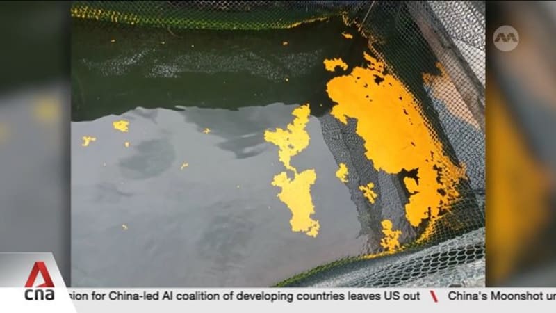 Three fish farms in East Johor Strait report seeing some oil patches nearby: SFA