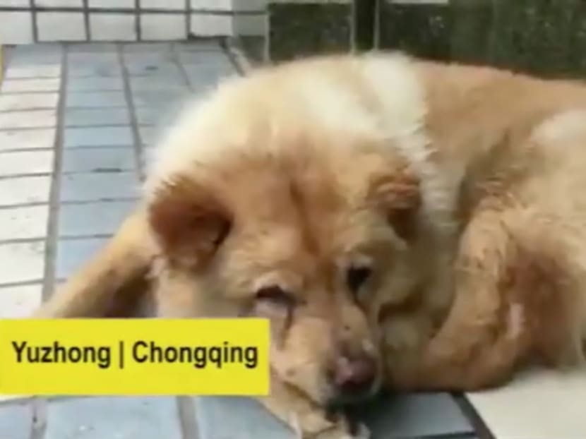 A still taken from a video report about Xiongxiong.