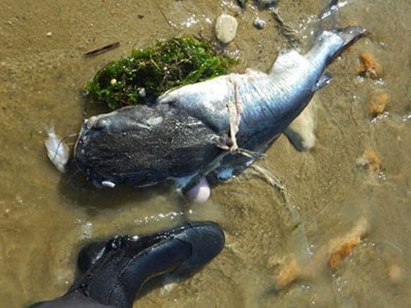 Piles of dead fish at Pasir Ris beach