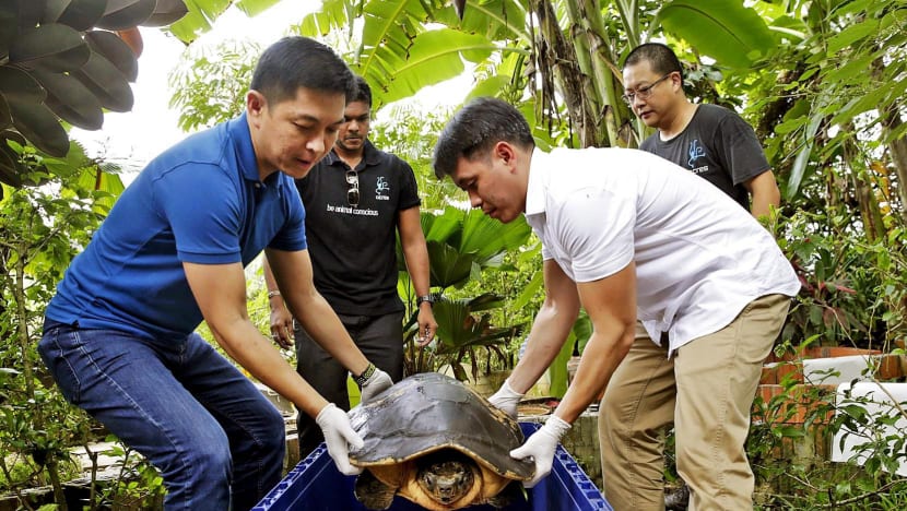 Rescued giant turtle sent home to Malaysia