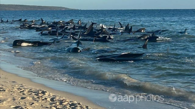 逾160头鲸鱼在西澳海滩搁浅  29头鲸鱼已死亡