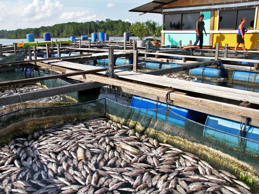 Piles of dead fish at Pasir Ris beach