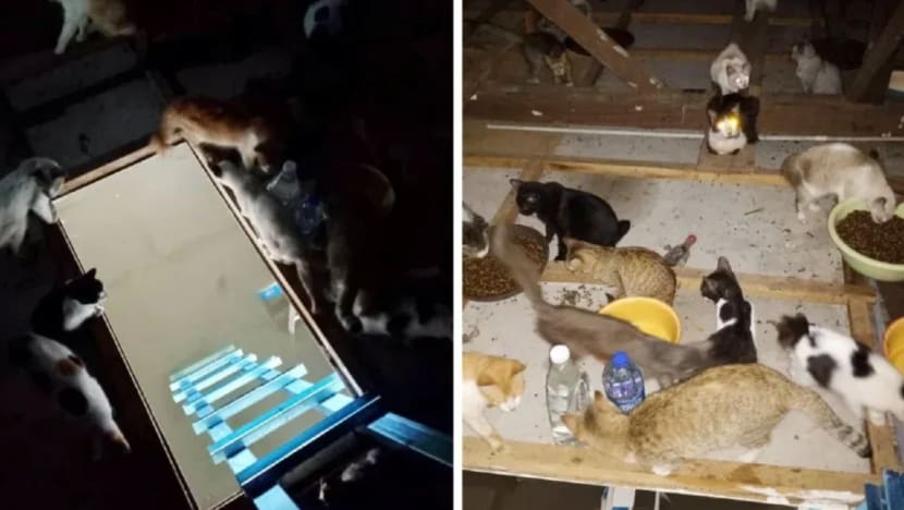 Lelaki di Kelantan redah arus banjir demi beri makan kepada 400 kucing Lelaki di Kelantan redah arus banjir demi beri makan kepada 400 kucing