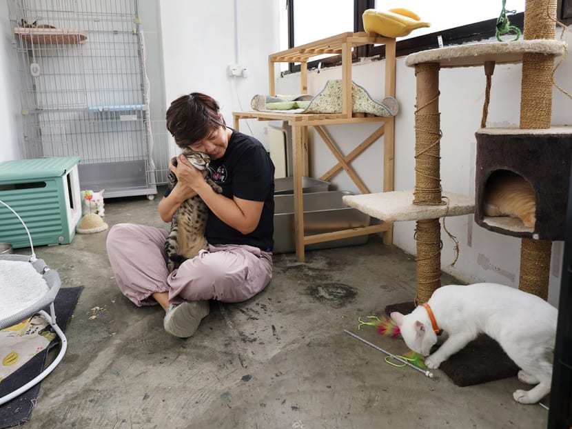 Already burnt out, some cat rescuers mull quitting after spike in abandonment cases, uncertainty over new regulations Already burnt out, some cat rescuers mull quitting after spike in abandonment cases, uncertainty over new regulations