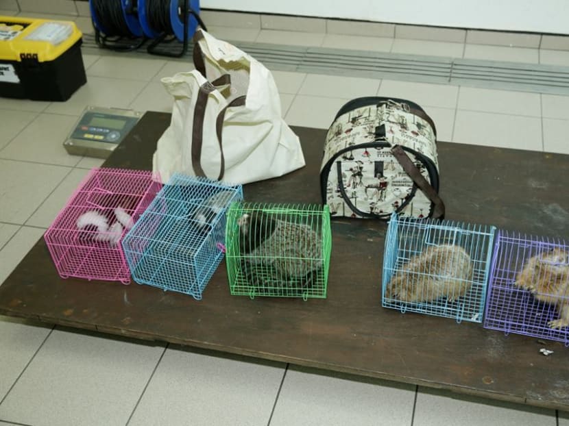 Bags containing critically endangered animals abandoned at Night Safari