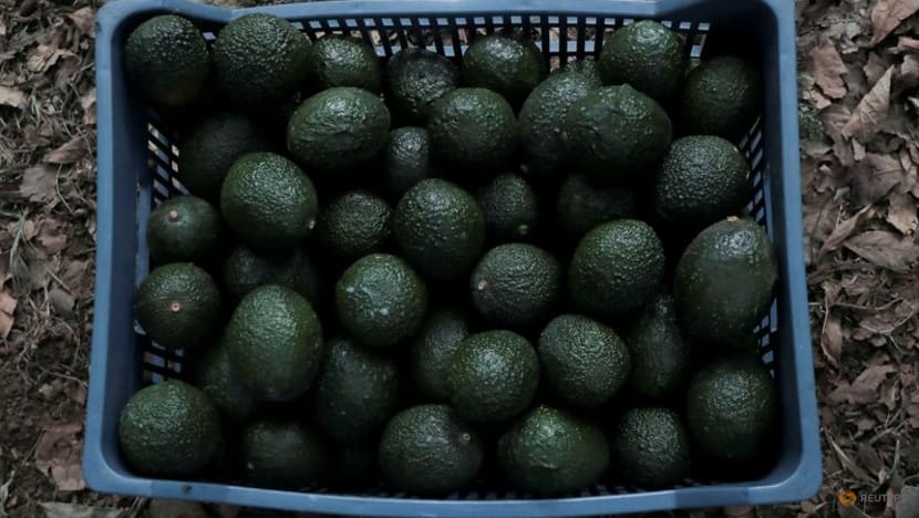 Avocado goldrush links US companies with Mexico's deforestation disaster Avocado goldrush links US companies with Mexico's deforestation disaster