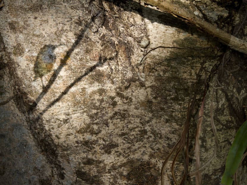 Bird’s eye view: Tanglin Halt’s feathered wildlife the subject of a show