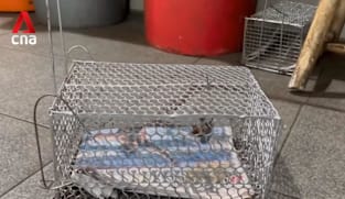 Clementi Hawker Centre vendors now calling in experts to dispose of rodents 