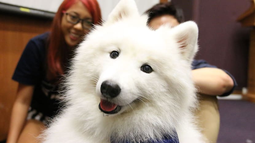 NUS students find a pawsome way to destress