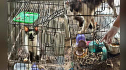 Related article image