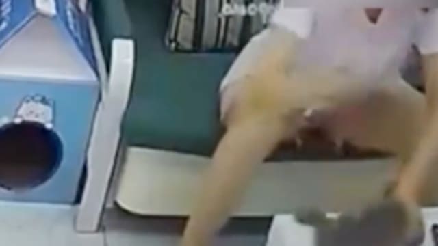 沈阳女子心情不好虐猫 涉致四猫死亡