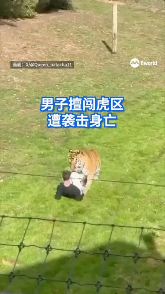 20261011_uk man attacked by tiger_vod1