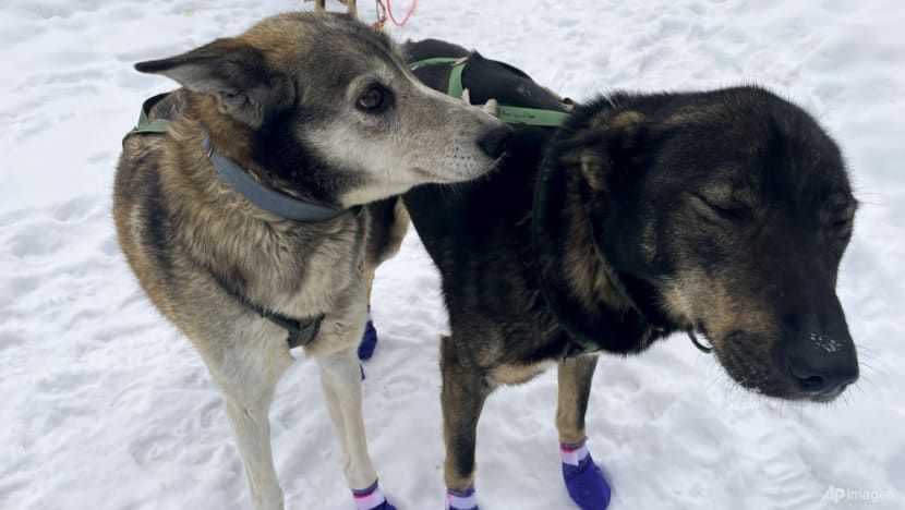 PETA calls for end to race after dogs die on 160km Iditarod in Alaska
