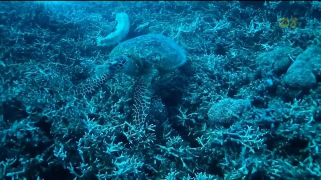 澳洲将耗资30亿美元保护大堡礁 应对污染刺网捕鱼和气候变化