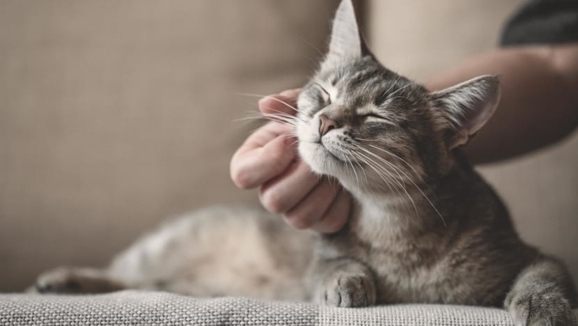 Cat licensing rules to start on Sep 1, with two-year transition period for owners to adapt Cat licensing rules to start on Sep 1, with two-year transition period for owners to adapt